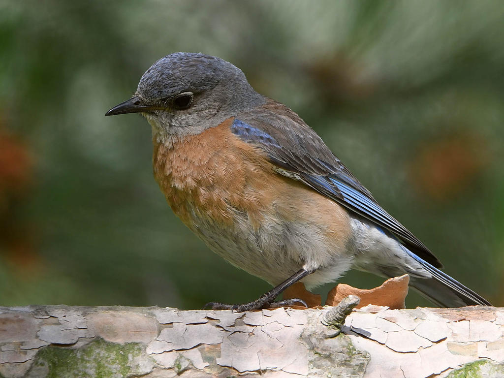 Bluebird18.jpg