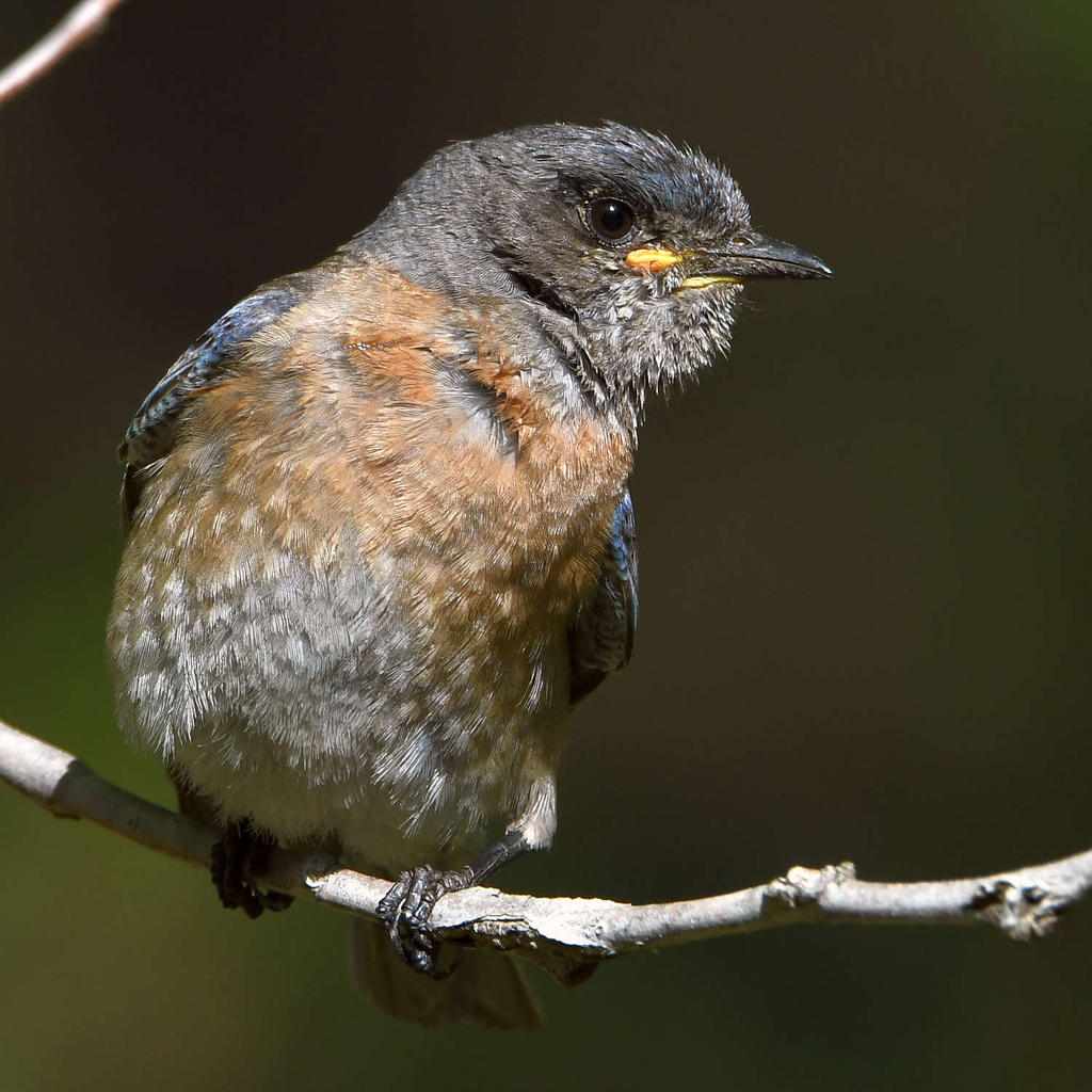 Bluebird18.jpg
