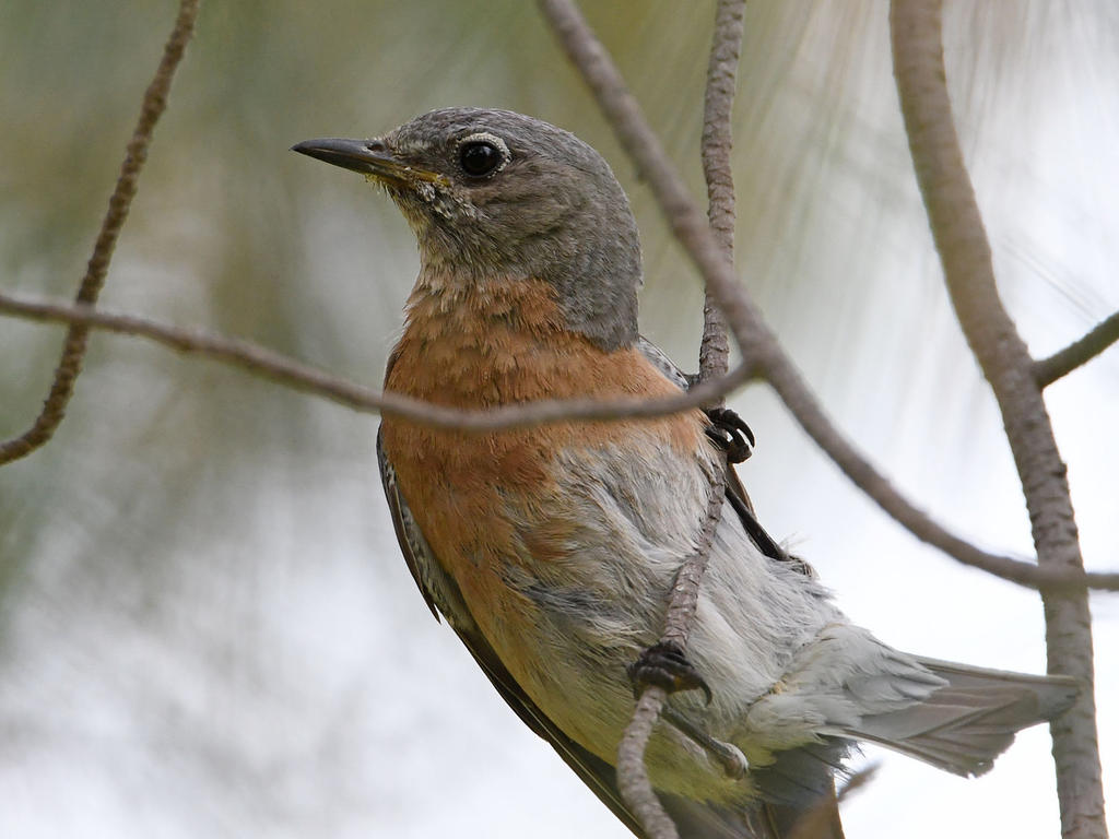 Bluebird18.jpg