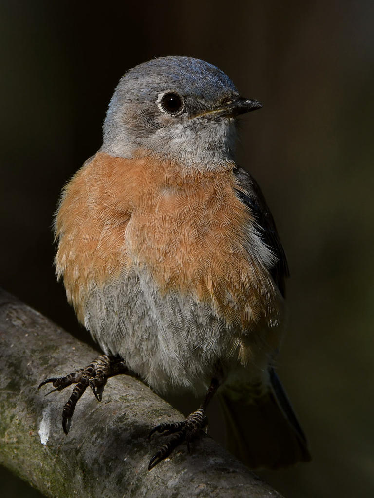Bluebird18.jpg