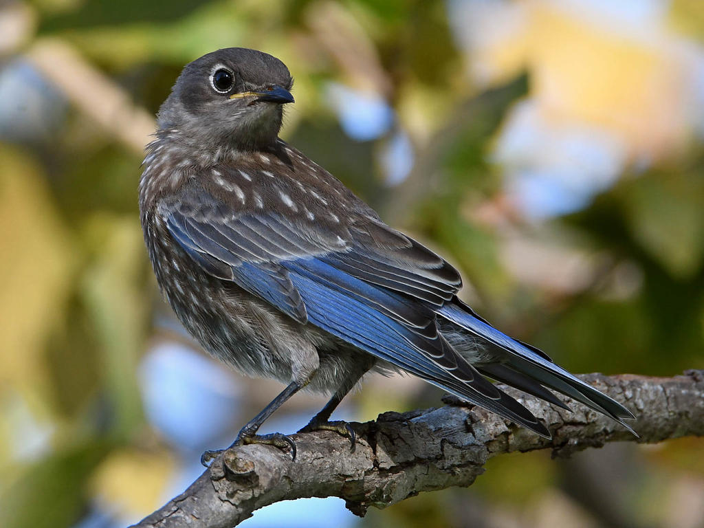 Bluebird18.jpg