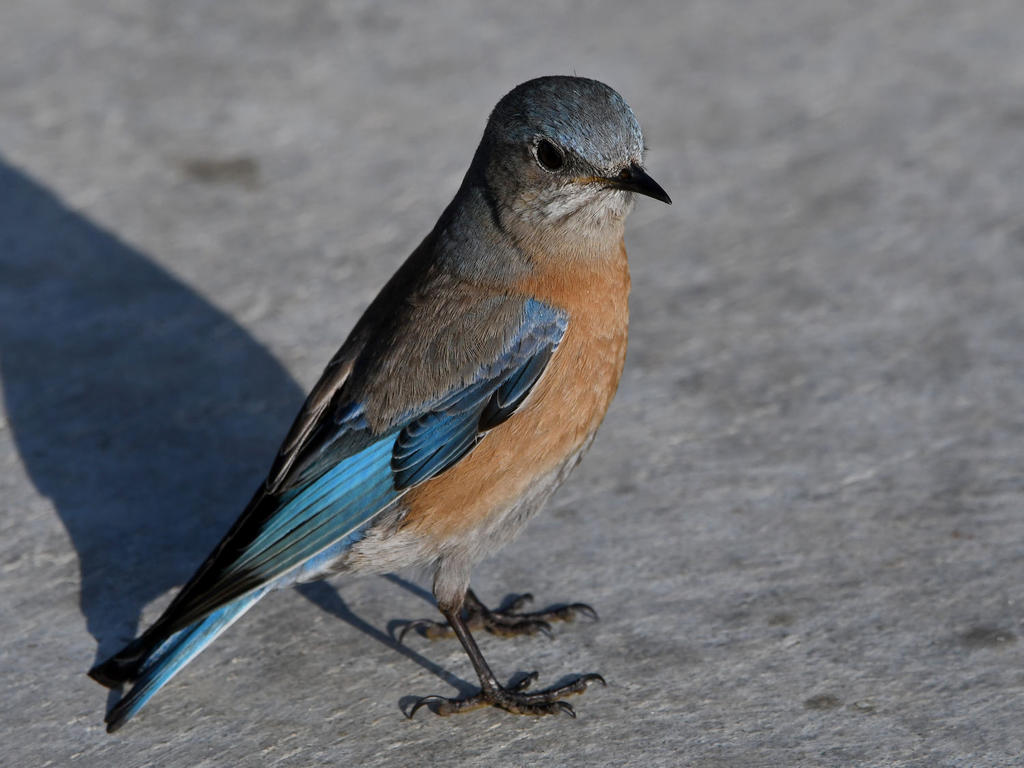 Bluebird18.jpg