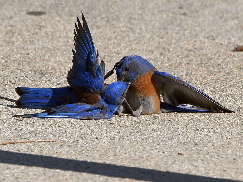 Bluebird19.jpg