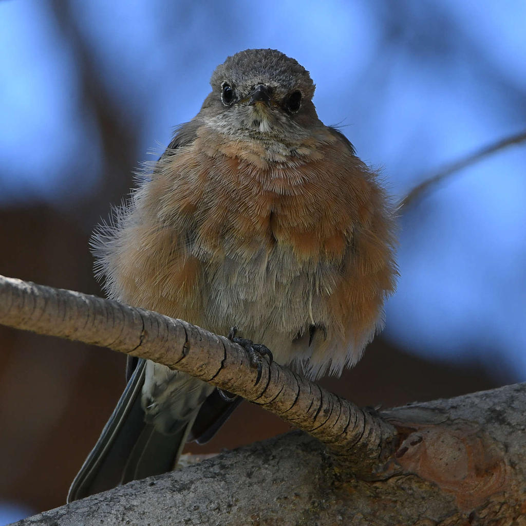 Bluebird19.jpg