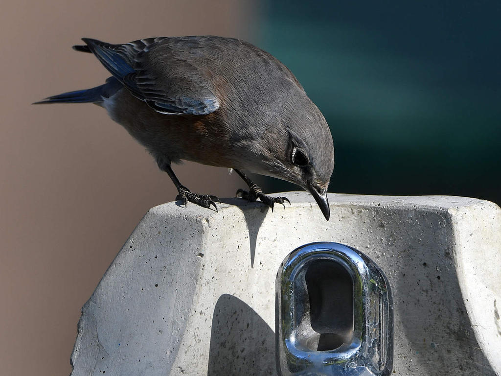 Bluebird19.jpg