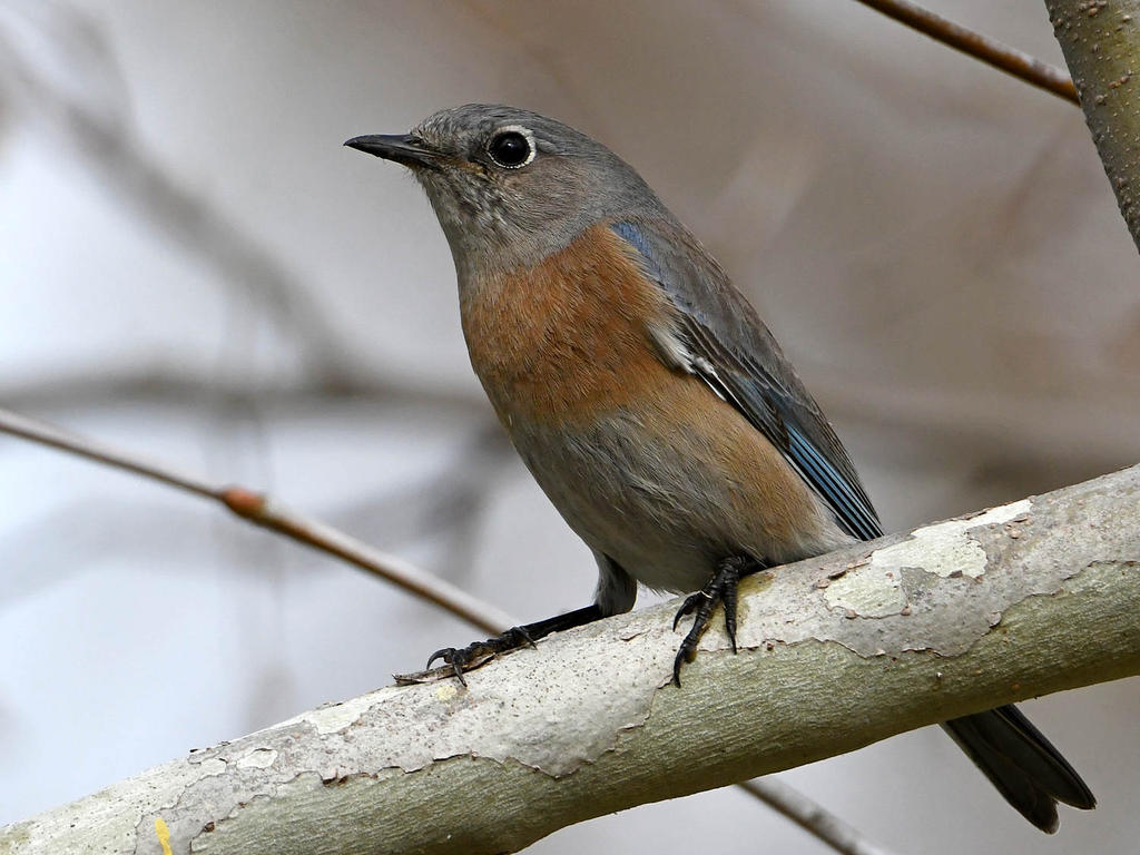 Bluebird19.jpg