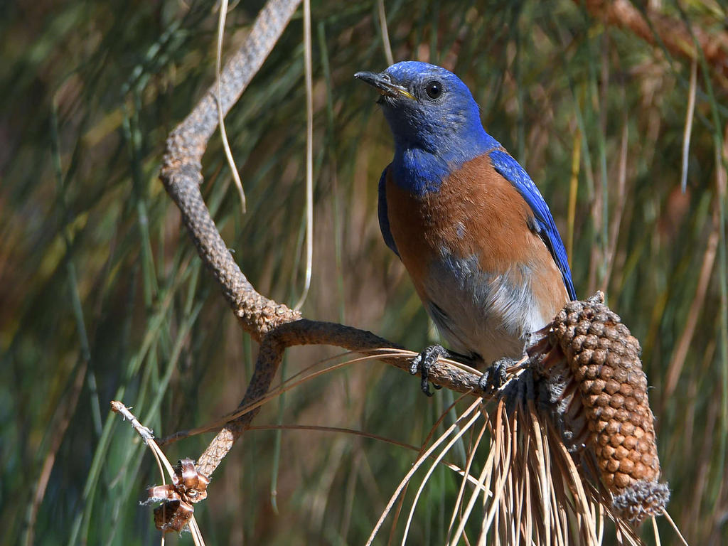 Bluebird19.jpg
