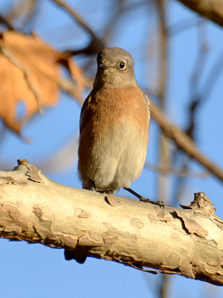 Bluebird2.jpg