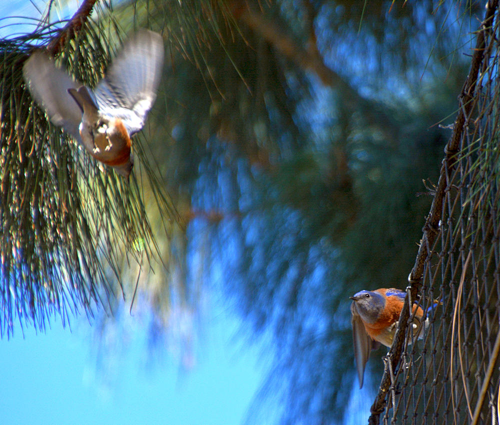 Bluebird2.jpg
