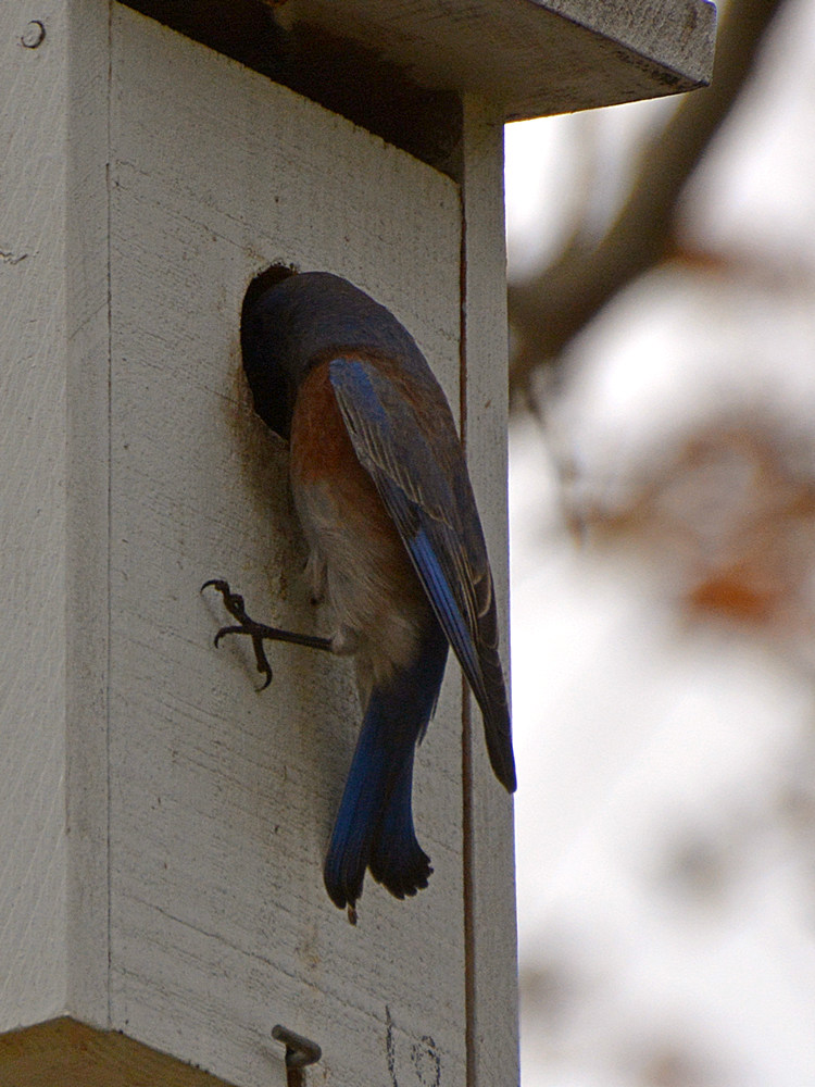 Bluebird2.jpg