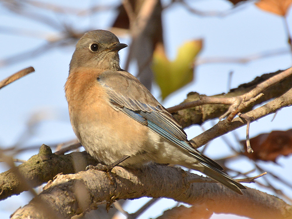 Bluebird2.jpg