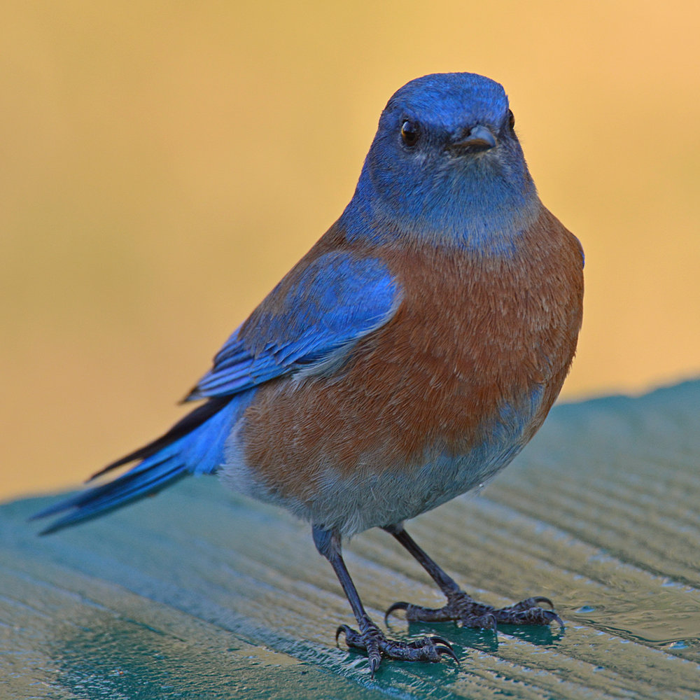 Bluebird2.jpg