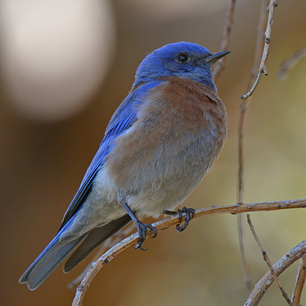 Bluebird2.jpg