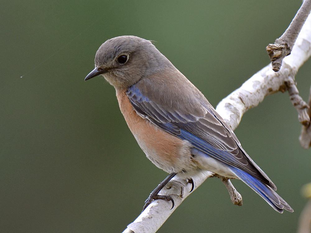 Bluebird2.jpg