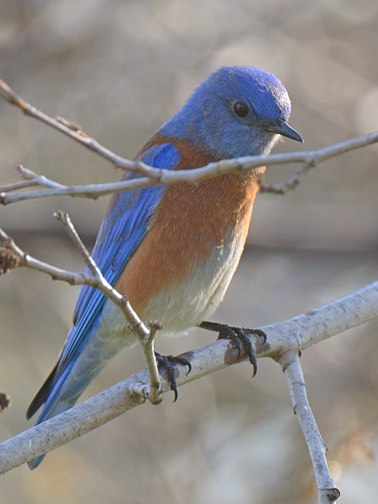 Bluebird2.jpg