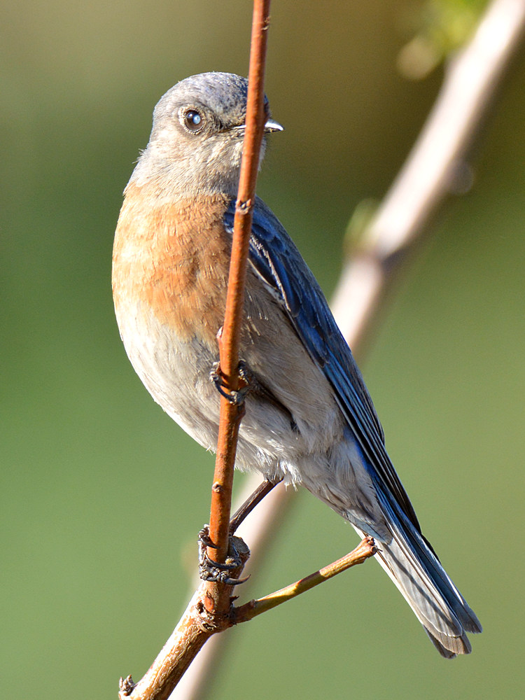Bluebird2.jpg