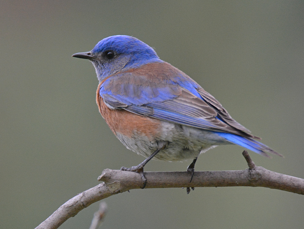 Bluebird2.jpg