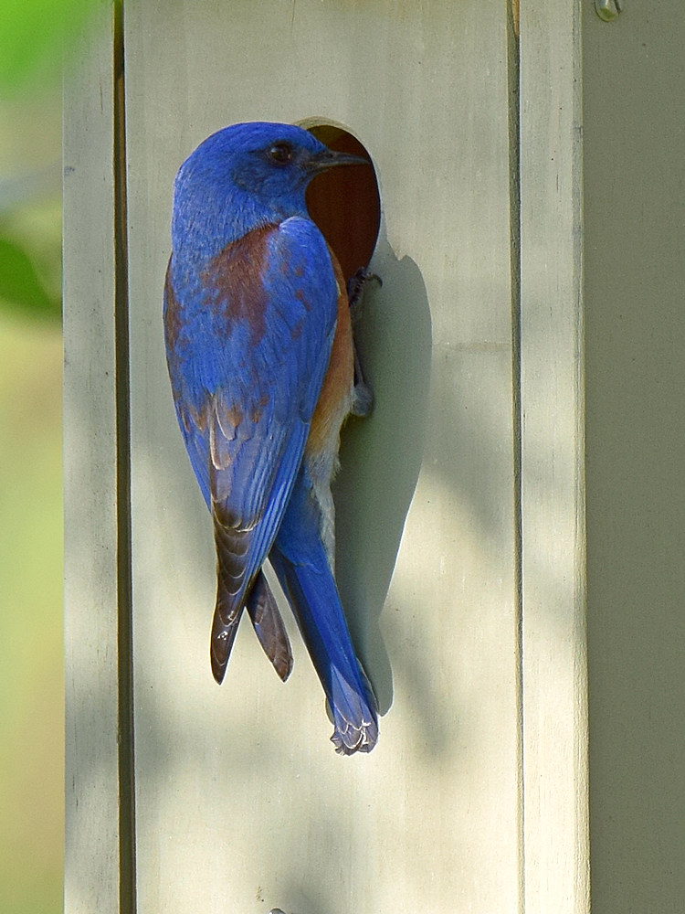 Bluebird2.jpg