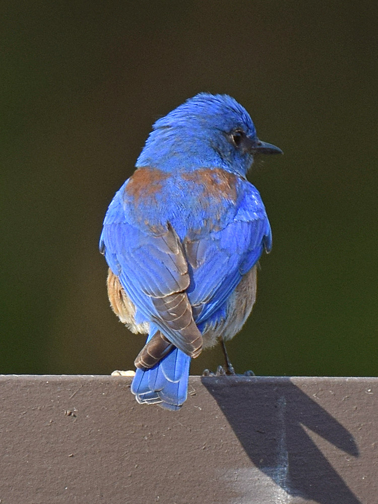 Bluebird2.jpg