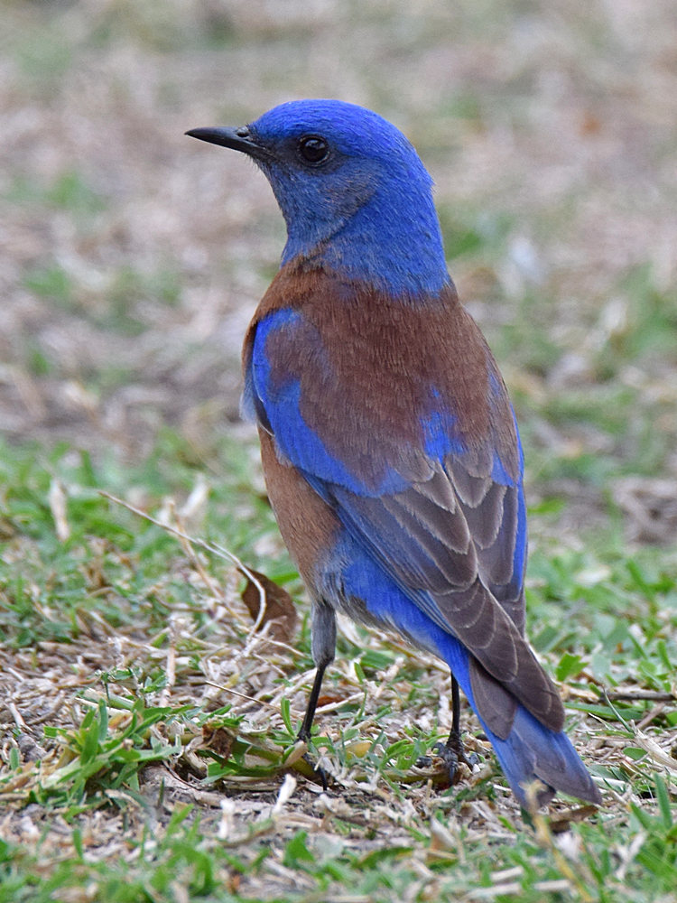 Bluebird2.jpg