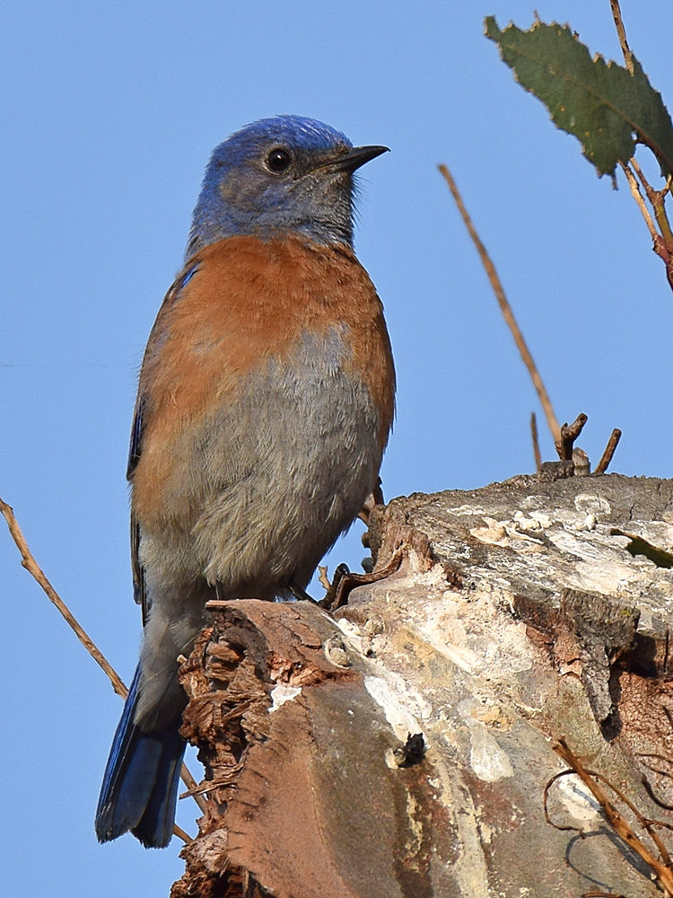 Bluebird2.jpg