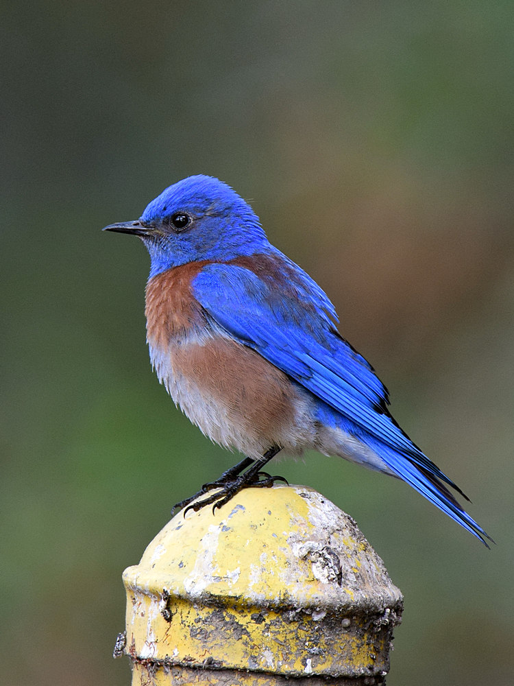 Bluebird2.jpg