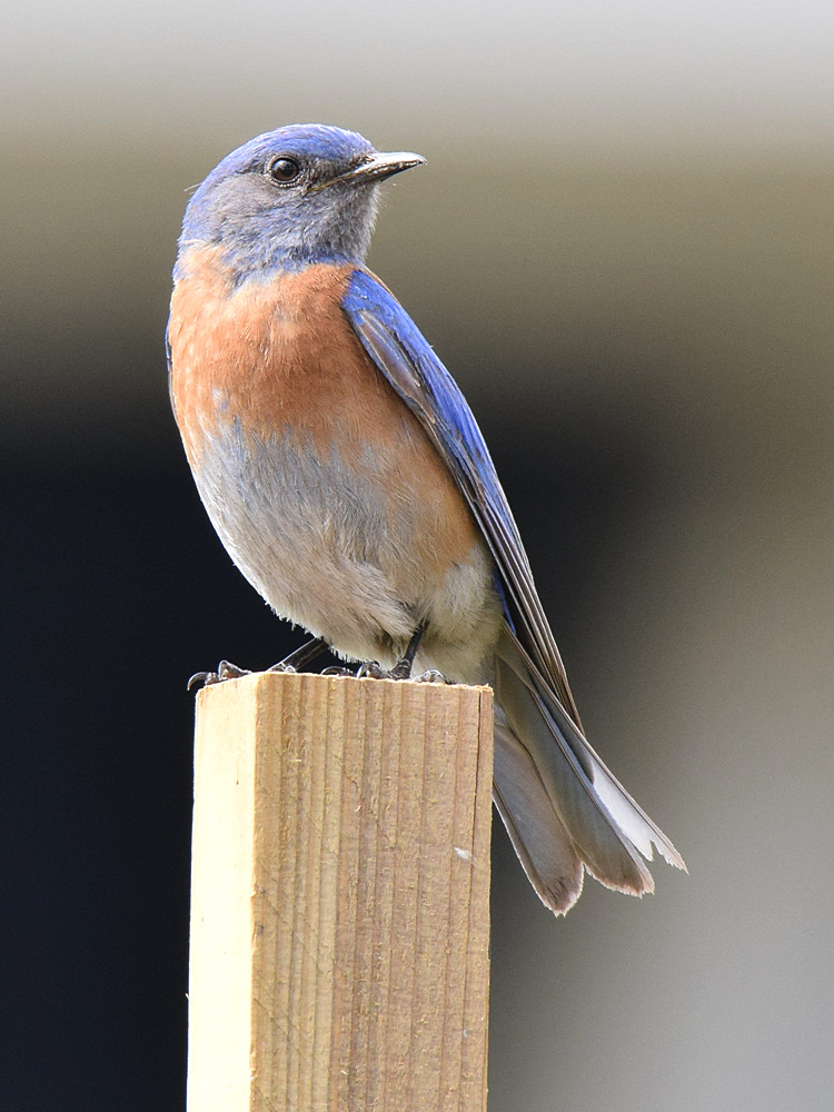 Bluebird2.jpg