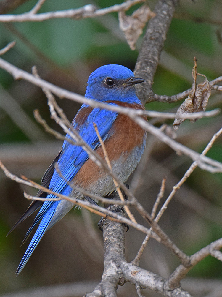 Bluebird2.jpg