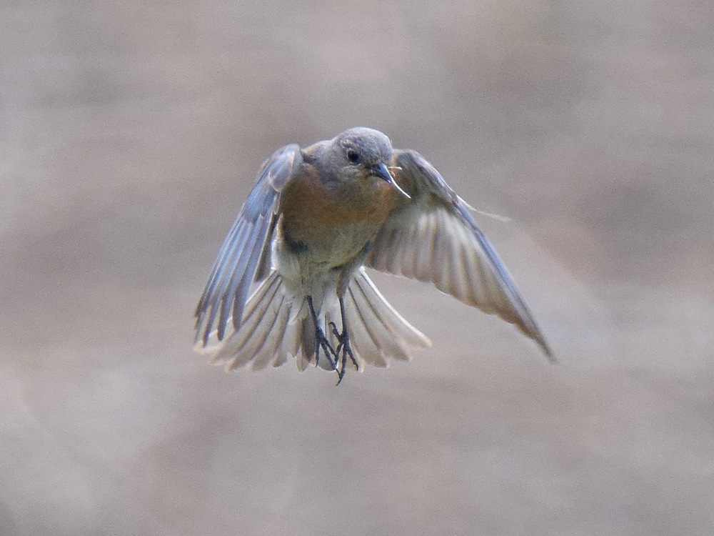 Bluebird2.jpg