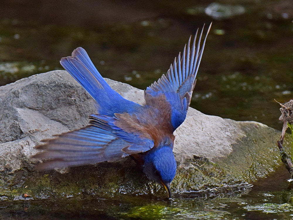 Bluebird2.jpg