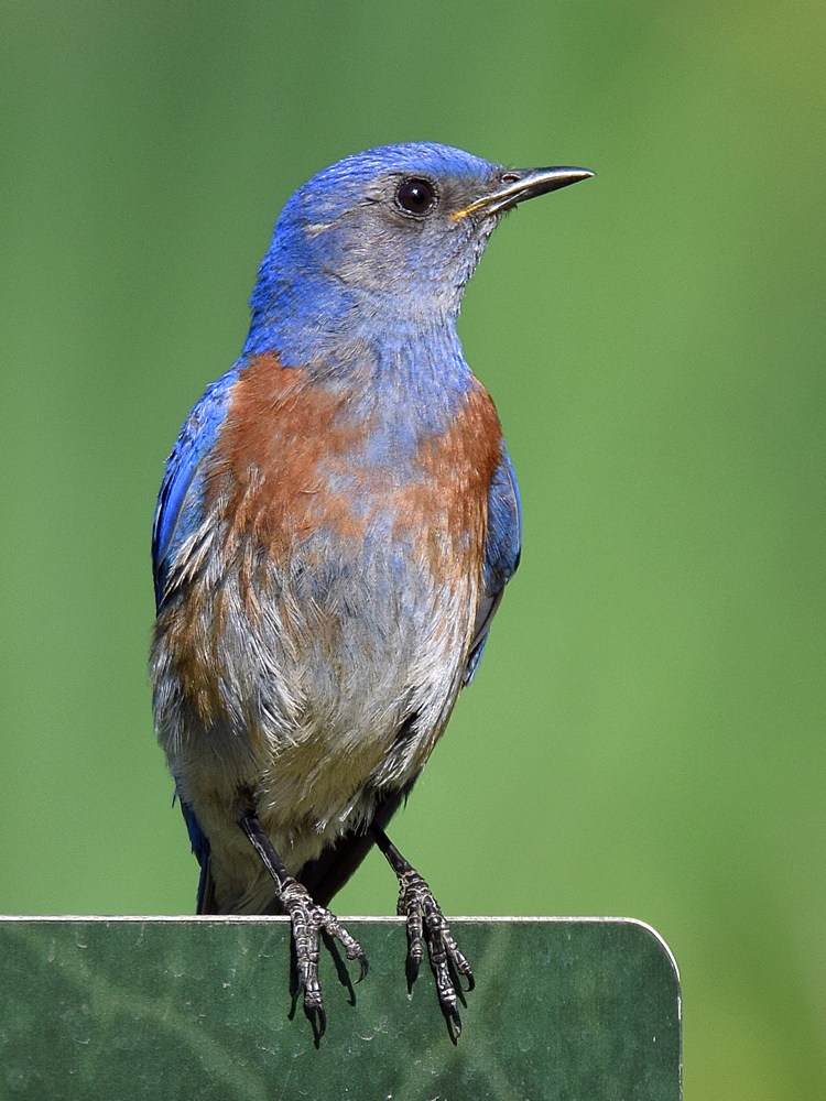 Bluebird2.jpg