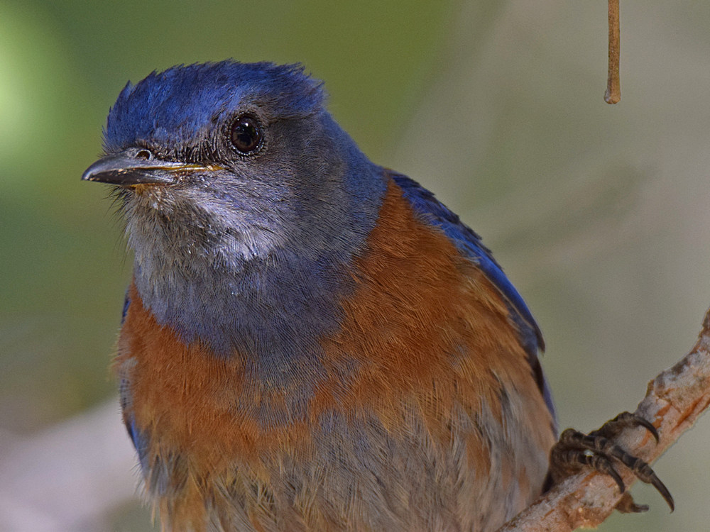 Bluebird2.jpg
