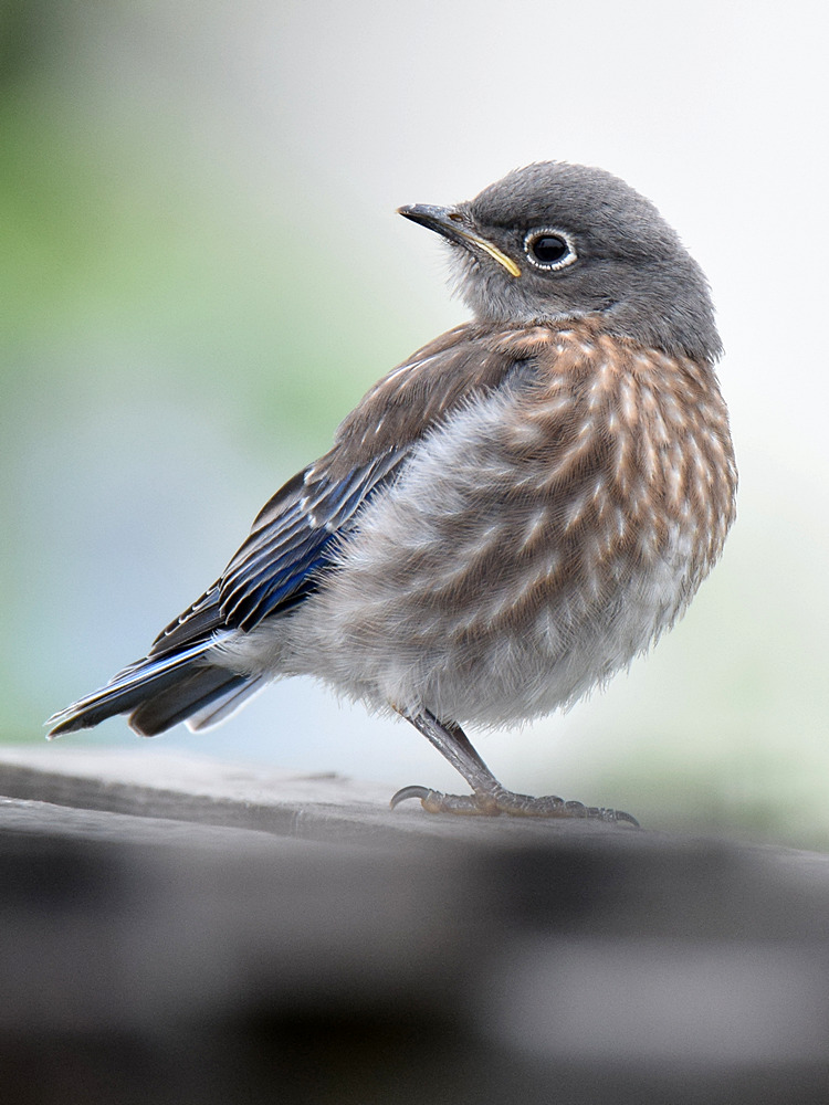 Bluebird2.jpg
