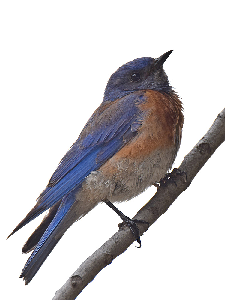Bluebird2.jpg