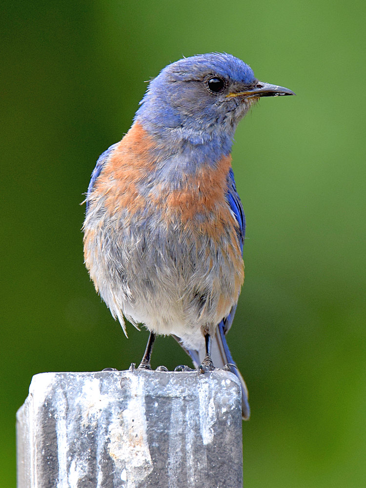 Bluebird2.jpg