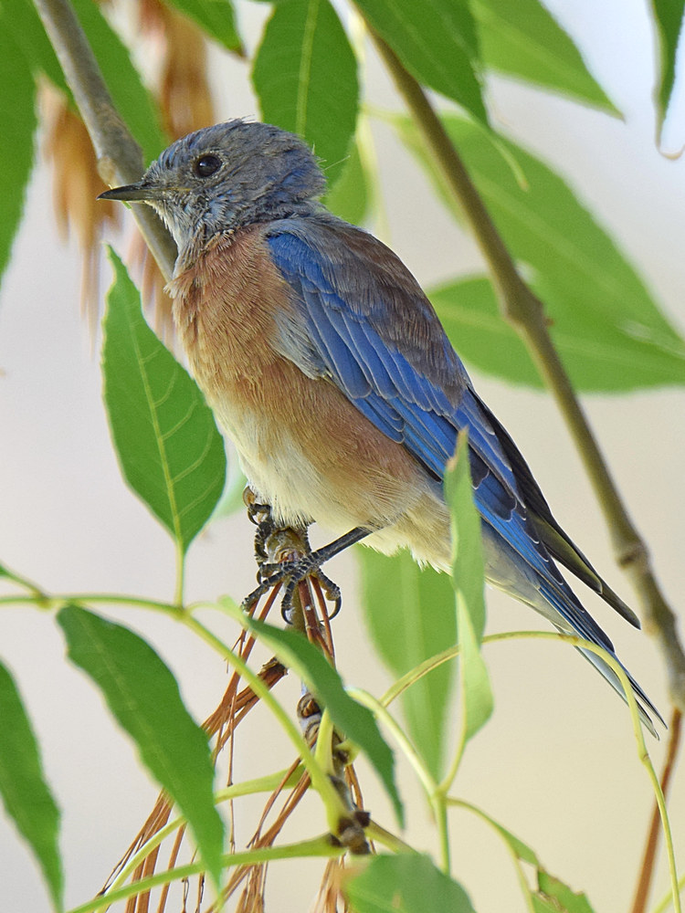 Bluebird2.jpg