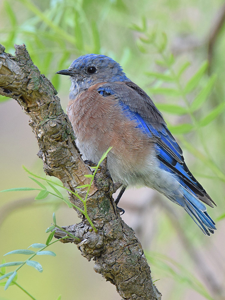 BlueBird2.jpg