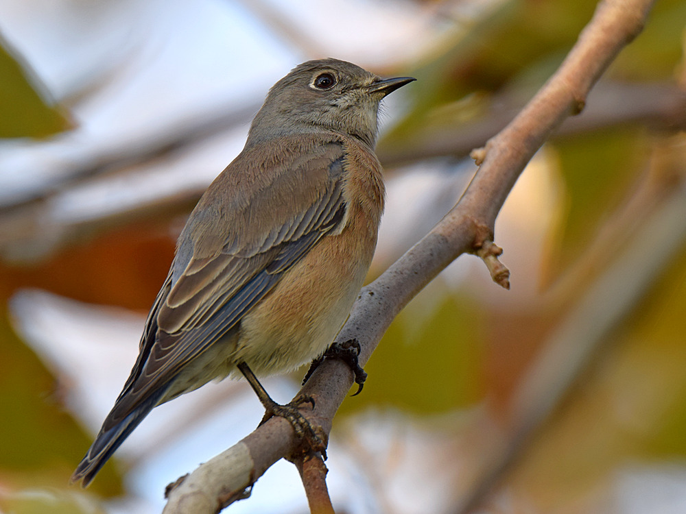 Bluebird2.jpg