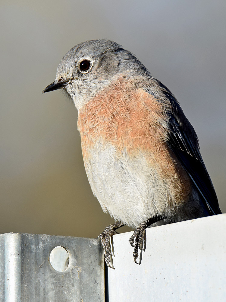 BlueBird2.jpg