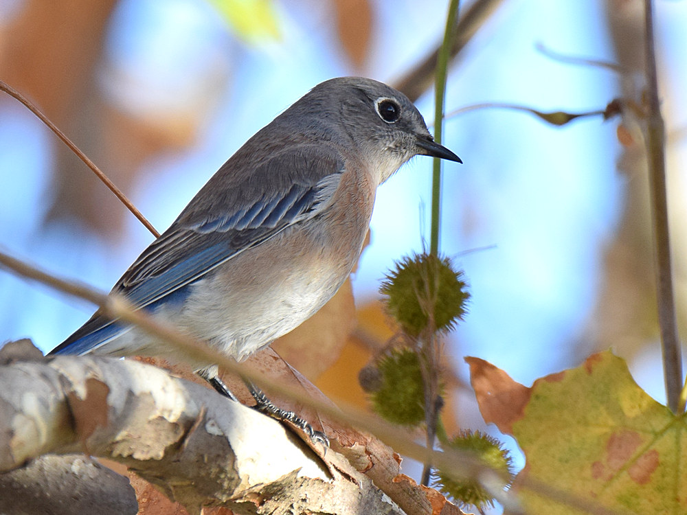 BlueBird2.jpg
