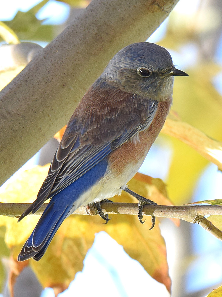 BlueBird2.jpg
