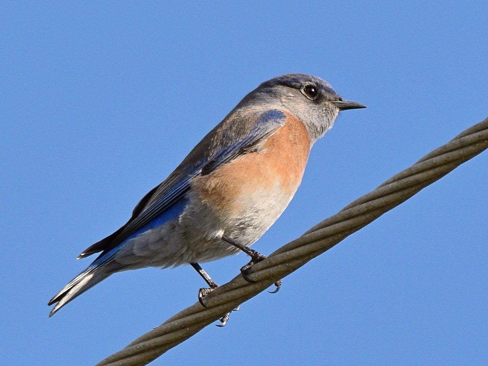 Bluebird2.jpg