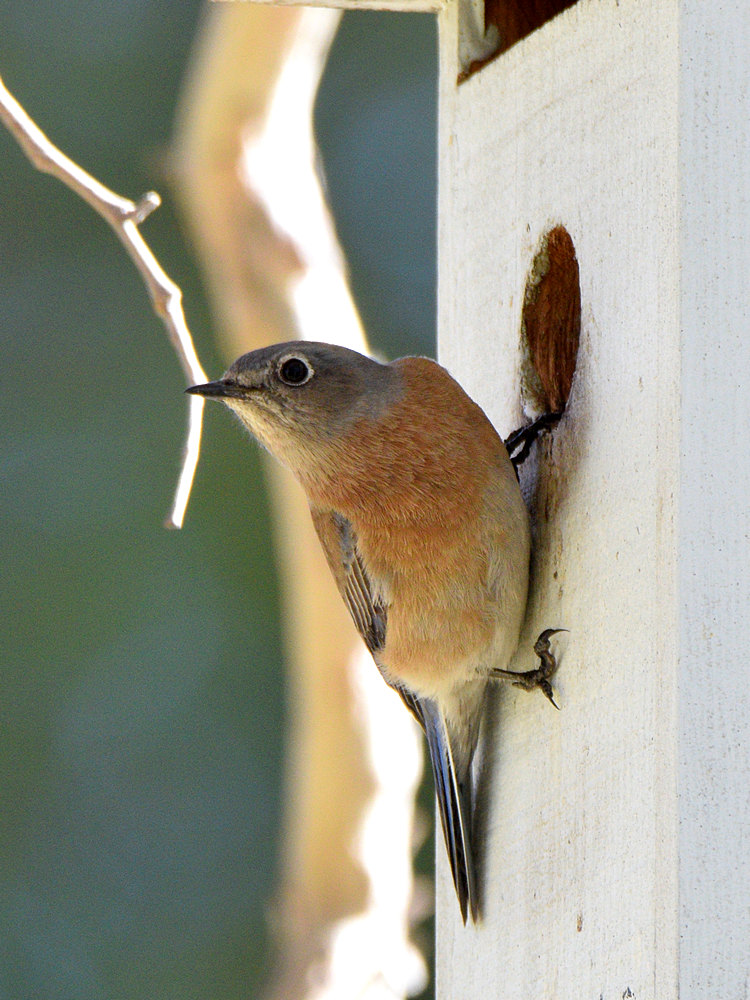 Bluebird2.jpg