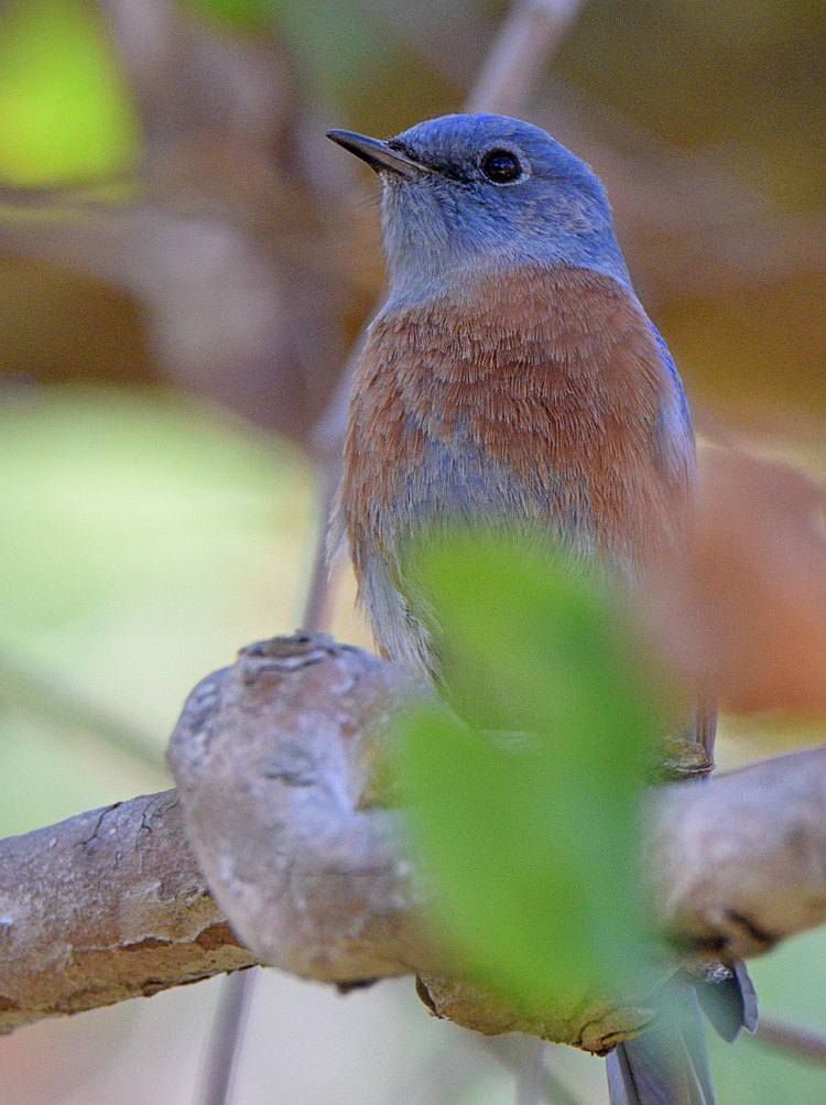 Bluebird2.jpg