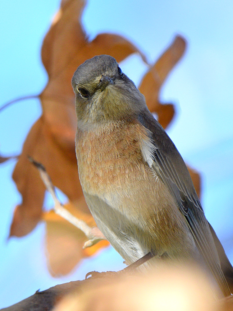 Bluebird2.jpg