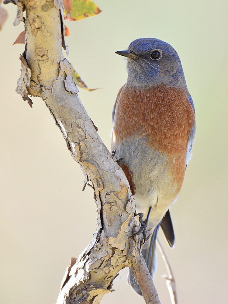 Bluebird2.jpg