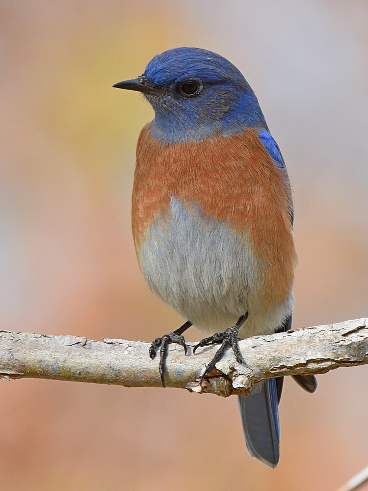 Bluebird2.jpg