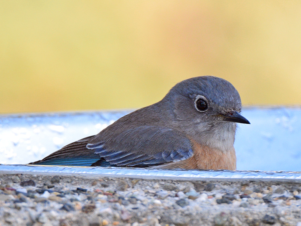 Bluebird2.jpg