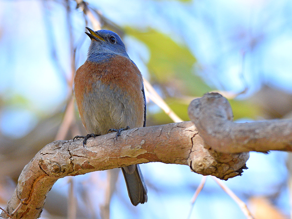 Bluebird2.jpg
