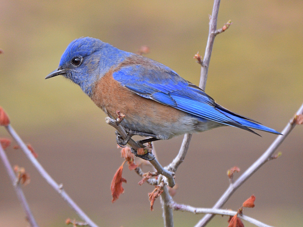 Bluebird2.jpg
